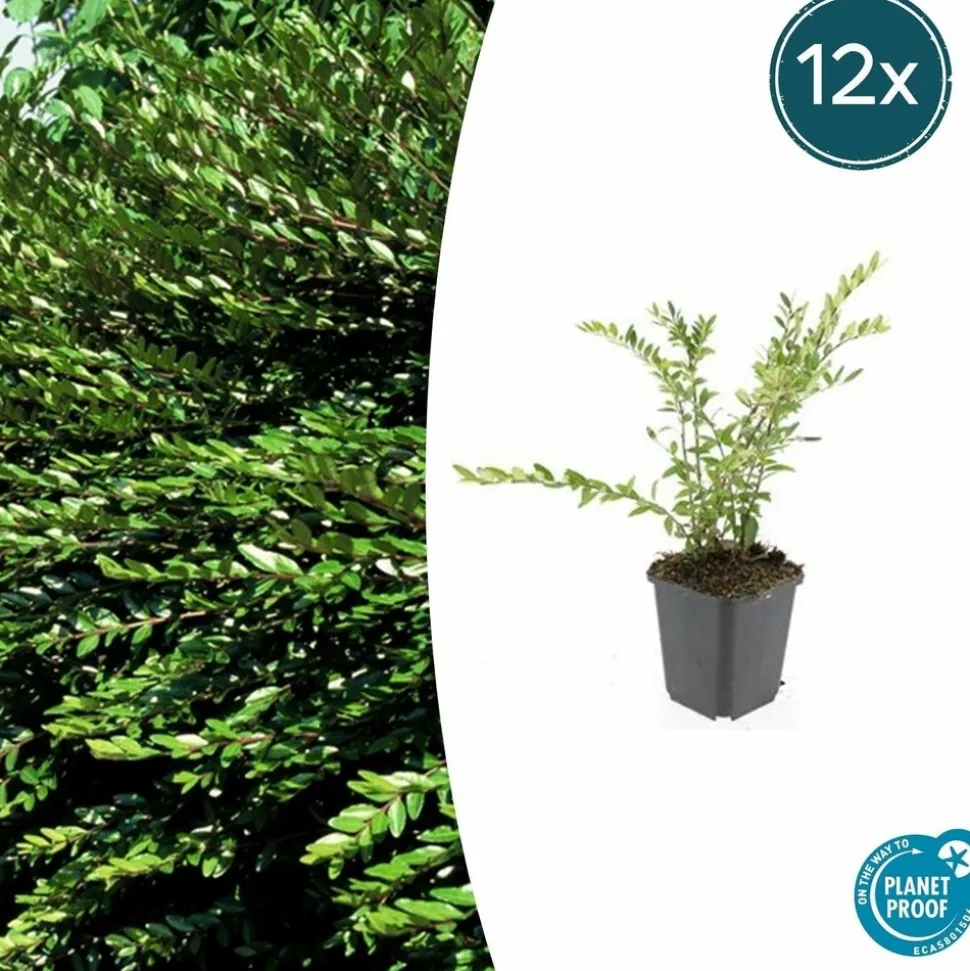 LA GREEN TOUCH - Chèvrefeuille à cupule 'purple pearl' x60 – entre 3,75 et 5m2