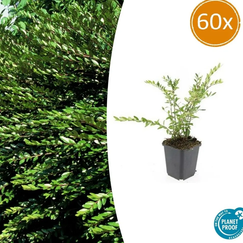 LA GREEN TOUCH - Chèvrefeuille à cupule x60 – entre 3,75 et 5m2