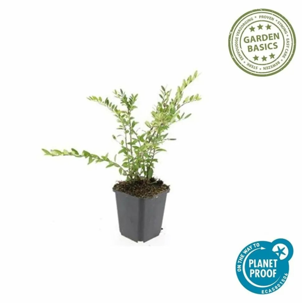 LA GREEN TOUCH - Chèvrefeuille à cupule x60 – entre 3,75 et 5m2