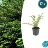 LA GREEN TOUCH - Chèvrefeuille à cupule 'purple pearl' x12 – entre 0,75 et 1m2