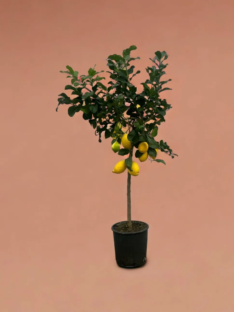 LA GREEN TOUCH - Citronnier 150cm - plante d'intérieur
