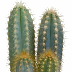 LA GREEN TOUCH - Coffret cactus et ses caches-pots blancs - lot de 3 plantes, h23cm