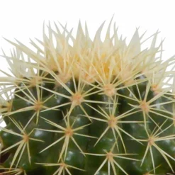 LA GREEN TOUCH - Coffret cactus et ses caches-pots blancs - lot de 3 plantes, h23cm