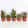 LA GREEN TOUCH - Coffret cactus - lot de 5 plantes, h13cm
