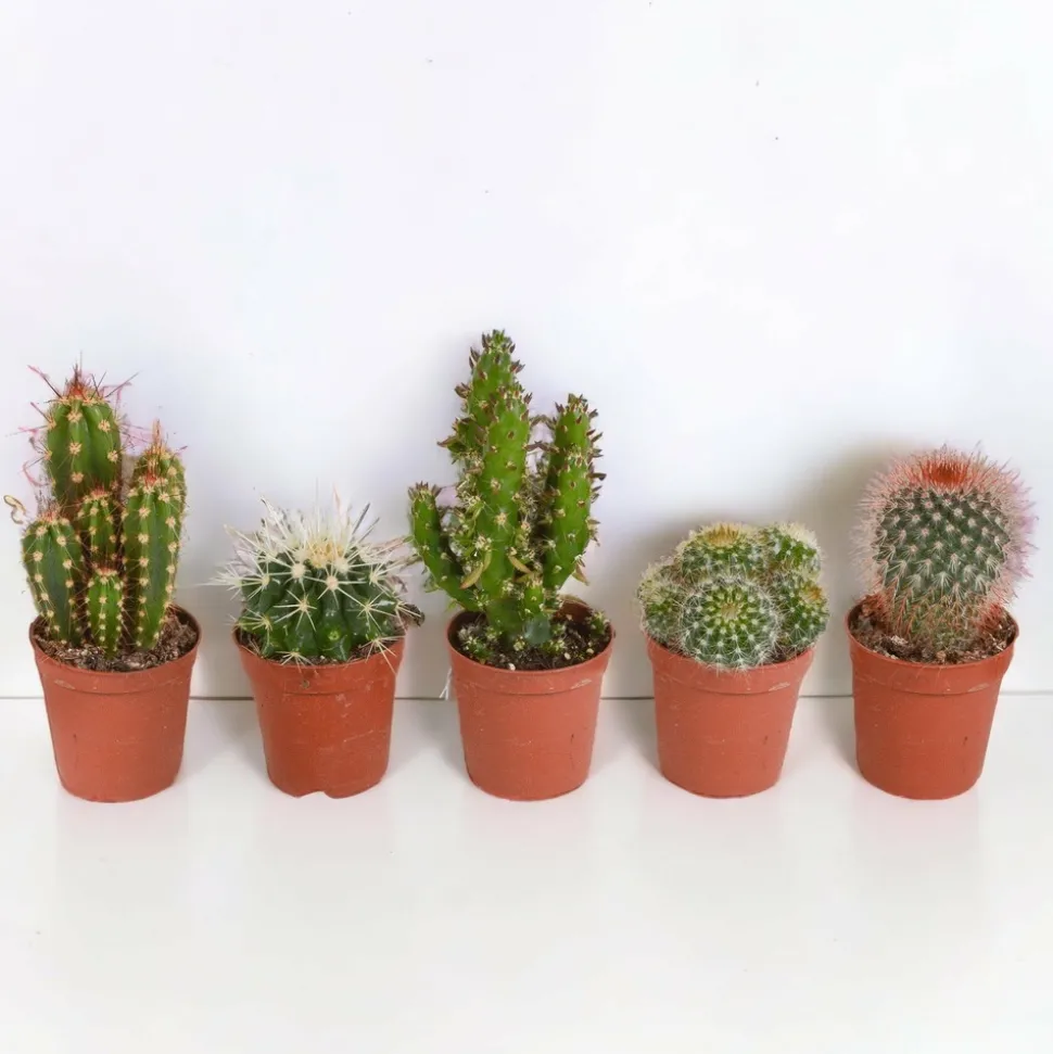 LA GREEN TOUCH - Coffret cactus - lot de 5 plantes, h13cm
