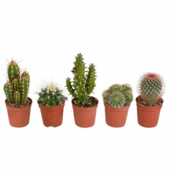 LA GREEN TOUCH - Coffret cactus - lot de 5 plantes, h13cm