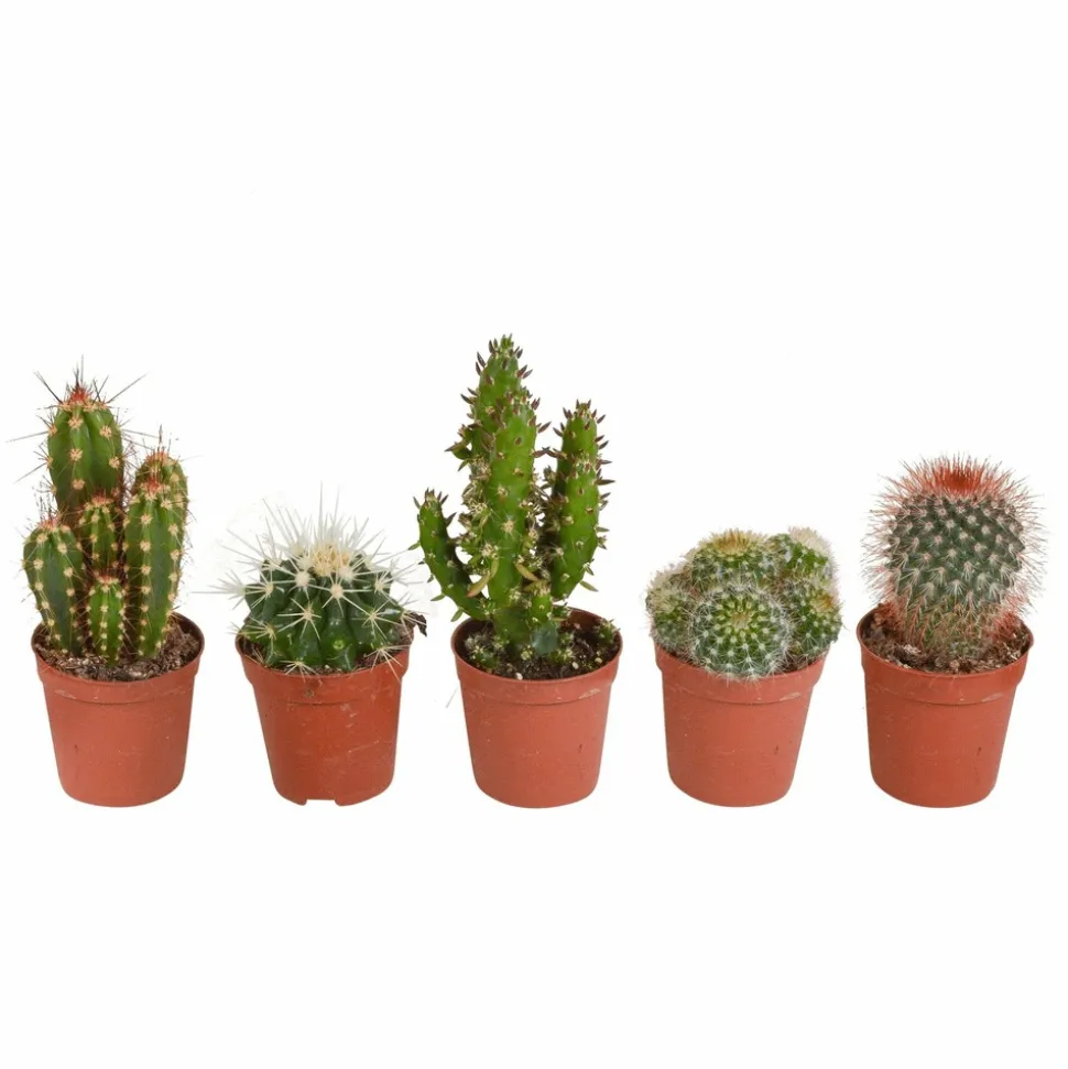 LA GREEN TOUCH - Coffret cactus - lot de 5 plantes, h13cm