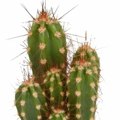 LA GREEN TOUCH - Coffret cactus - lot de 5 plantes, h13cm