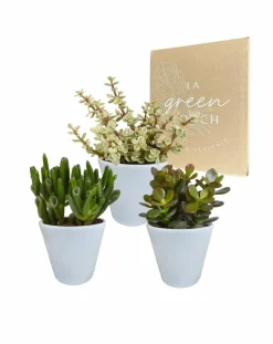 LA GREEN TOUCH - Coffret crassula et ses caches-pots blancs - lot de 3 plantes, h18cm