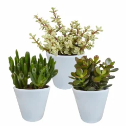 LA GREEN TOUCH - Coffret crassula et ses caches-pots blancs - lot de 3 plantes, h18cm
