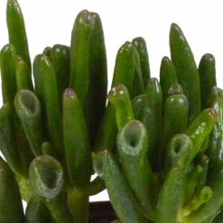 LA GREEN TOUCH - Coffret crassula et ses caches-pots blancs - lot de 3 plantes, h18cm
