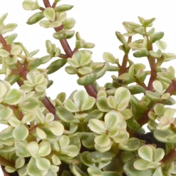 LA GREEN TOUCH - Coffret crassula et ses caches-pots blancs - lot de 3 plantes, h18cm