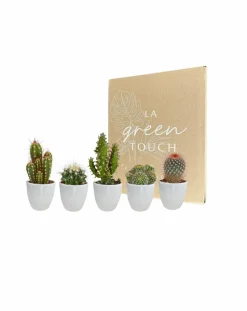 LA GREEN TOUCH - Coffret cactus et ses caches-pots blancs - lot de 5 plantes, h40cm