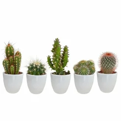 LA GREEN TOUCH - Coffret cactus et ses caches-pots blancs - lot de 5 plantes, h40cm
