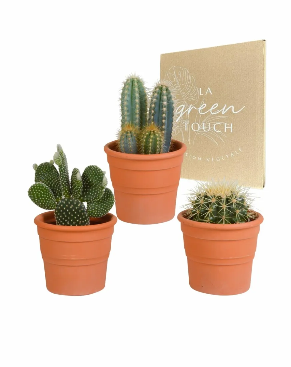 LA GREEN TOUCH - Coffret cactus et ses caches-pots terracotta - lot de 3 plantes, h23cm