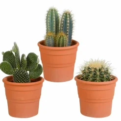 LA GREEN TOUCH - Coffret cactus et ses caches-pots terracotta - lot de 3 plantes, h23cm