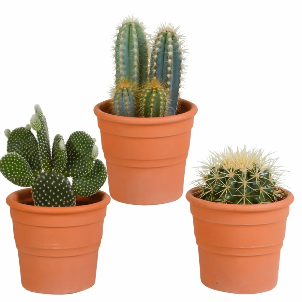 LA GREEN TOUCH - Coffret cactus et ses caches-pots terracotta - lot de 3 plantes, h23cm