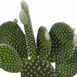 LA GREEN TOUCH - Coffret cactus et ses caches-pots terracotta - lot de 3 plantes, h23cm