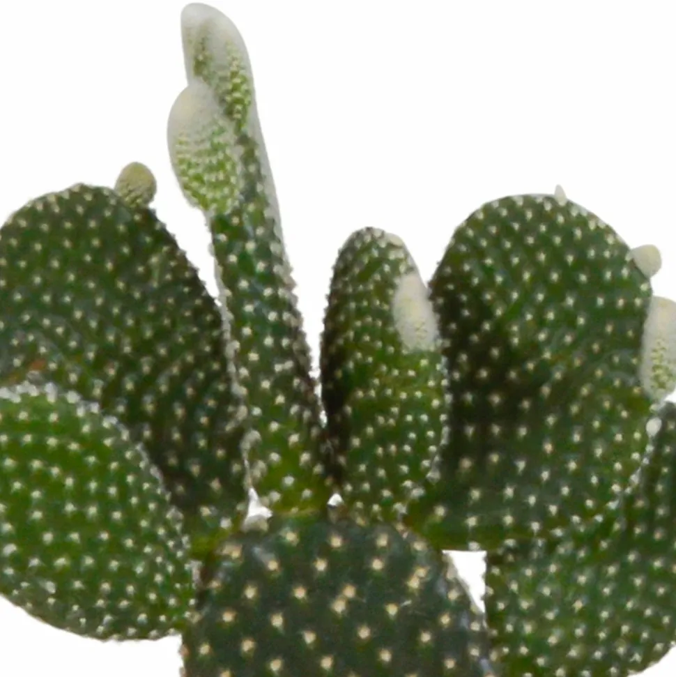 LA GREEN TOUCH - Coffret cactus et ses caches-pots terracotta - lot de 3 plantes, h23cm