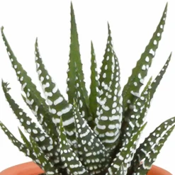LA GREEN TOUCH - Coffret cactus, succulentes - lot de 15 plantes, h13cm