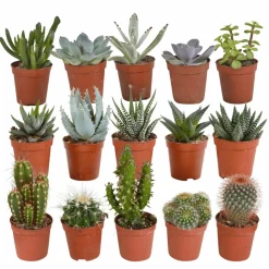 LA GREEN TOUCH - Coffret cactus, succulentes - lot de 15 plantes, h13cm