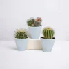 LA GREEN TOUCH - Coffret cactus et ses caches-pots blancs - lot de 3 plantes, h16cm