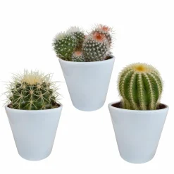 LA GREEN TOUCH - Coffret cactus et ses caches-pots blancs - lot de 3 plantes, h16cm