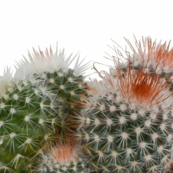 LA GREEN TOUCH - Coffret cactus et ses caches-pots blancs - lot de 3 plantes, h16cm