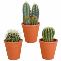 LA GREEN TOUCH - Coffret cadeau cactus et ses caches-pots terracotta - lot de 3 plantes, h18cm