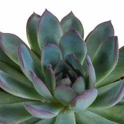 LA GREEN TOUCH - Coffret cadeau echeveria et ses caches-pots terracotta - lot de 3 plantes, h21cm