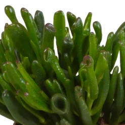 LA GREEN TOUCH - Coffret crassula et ses caches-pots blancs - lot de 3 plantes, h21cm