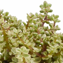 LA GREEN TOUCH - Coffret crassula et ses caches-pots blancs - lot de 3 plantes, h21cm