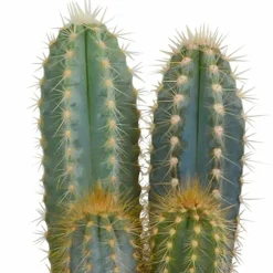 LA GREEN TOUCH - Coffret cactus et ses caches-pots blancs - lot de 3 plantes, h18cm