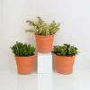 LA GREEN TOUCH - Coffret crassula et ses caches-pots terracotta - lot de 3 plantes, h21cm