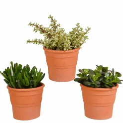 LA GREEN TOUCH - Coffret crassula et ses caches-pots terracotta - lot de 3 plantes, h21cm
