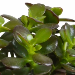 LA GREEN TOUCH - Coffret crassula et ses caches-pots terracotta - lot de 3 plantes, h21cm