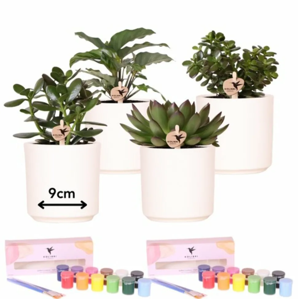 LA GREEN TOUCH - Coffret créatif débutant 4 succulentes