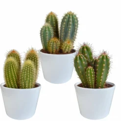 LA GREEN TOUCH - Coffret cactus et ses caches-pots blancs - lot de 3 plantes, h23cm