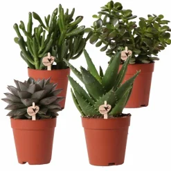 LA GREEN TOUCH - Coffret cadeau succulente - lot de 4 plantes, h20cm