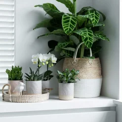 LA GREEN TOUCH - Coffret cadeau succulente - lot de 4 plantes, h20cm