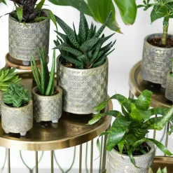 LA GREEN TOUCH - Coffret cadeau succulente - lot de 4 plantes, h20cm
