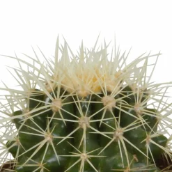 LA GREEN TOUCH - Coffret cadeau cactus - lot de 3 plantes, h18cm