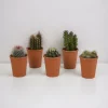 LA GREEN TOUCH - Coffret cadeau cactus - lot de 5 plantes, h13cm