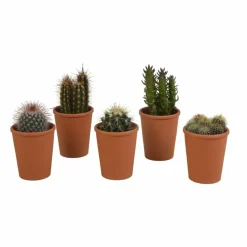 LA GREEN TOUCH - Coffret cadeau cactus - lot de 5 plantes, h13cm