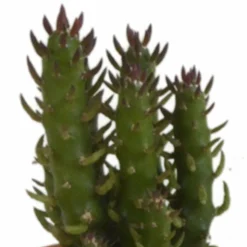 LA GREEN TOUCH - Coffret cadeau cactus - lot de 5 plantes, h13cm