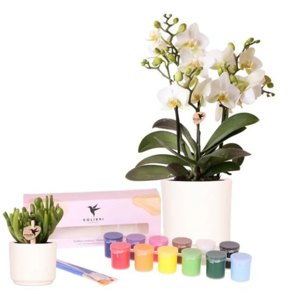LA GREEN TOUCH - Coffret créatif visionnaire 8 : orchidées & succulentes