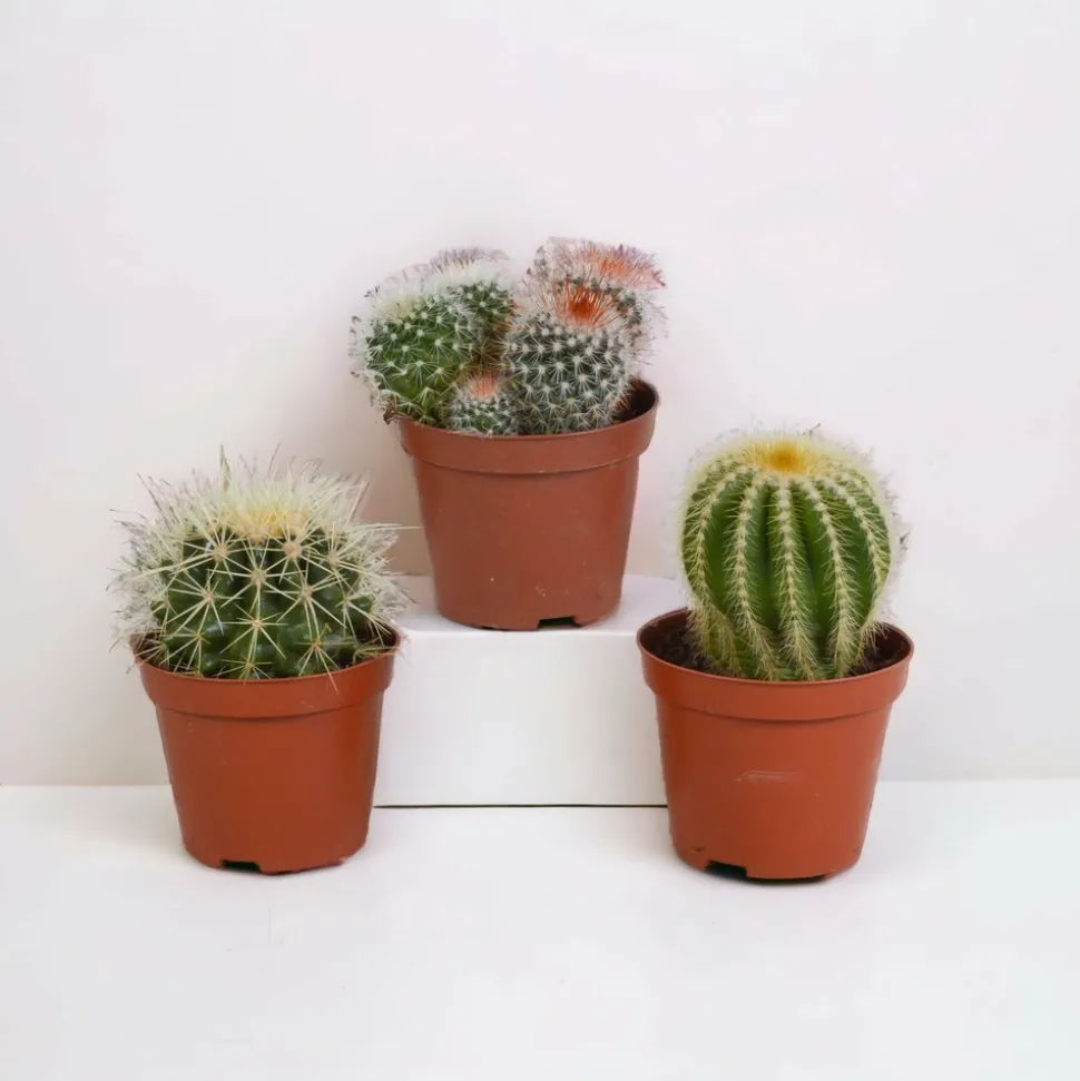 LA GREEN TOUCH - Coffret cadeau baby cactus - lot de 3 plantes, h16cm