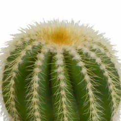 LA GREEN TOUCH - Coffret cadeau baby cactus - lot de 3 plantes, h16cm