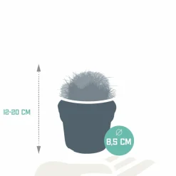LA GREEN TOUCH - Coffret cadeau baby cactus - lot de 3 plantes, h16cm