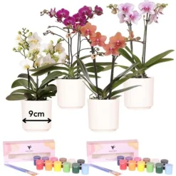 LA GREEN TOUCH - Coffret créatif débutant 4 orchidées